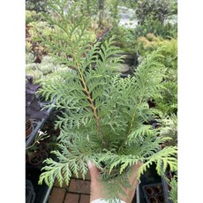 霏霏園藝 藍羽柏盆栽，居家綠化植栽, 1個