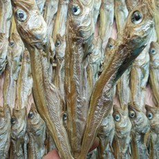 대구 줄노가리 20마리, 100, 20개, 100t