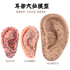 包郵!針灸按摩耳朵穴位經絡模型超清晰中醫耳朵針灸按摩耳穴教學練習人體模型 教学 模型 穴位 關節骨架 模具, 40CM超大耳朵穴位模型,均碼, 1個