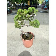 霏霏園藝 鐵柏造型盆栽 5-6吋 庭院綠植, 1個