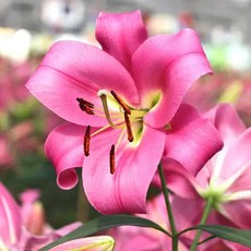 백합 구근 로비나(Robina), 2개