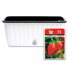 라운드오프 간단한 저면관수 텃밭화분 set, 텃밭화분+딸기