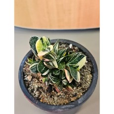 팅커벨 자보금, 1개