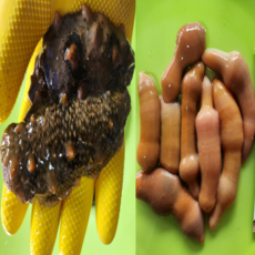 홍지수산 해삼500g 더하기 개불대사이즈5마리 세트상품, 1개, 전복소10미와멍게1kg