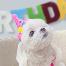 디케이원 강아지고깔모자 펫 고깔모자 EVA, 본상품선택