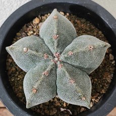 [다봉스] 난봉옥선인장 백난봉옥 특이한식물 아프리카식물 희귀선인장 12cm포트 랜덤발송 1개