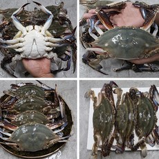 충남 서천 자연산 꽃게 국내산 암/수꽃게 랜덤, 1개, 1KG(3-5미)