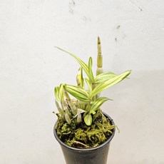 신비로운 칼라 ~황금설, 1개