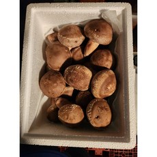 산지직송 송화버섯 선물용 가정용, 2개, 500g(특상품)