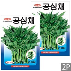 세인화분 공심채 200립 - 모닝글로리 캉쿵 씨 씨앗 채소 야채, 2개