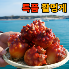 [당일새벽조업]제철 통영 활 멍게 특품, 1박스, 2kg