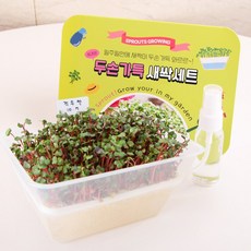 세경팜 두손가득 새싹 재배세트 적무 수경재배키트 세트, 2개