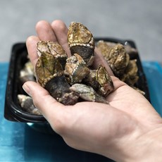 선주직송 국내산 거북손, 1박스, 급냉 500g(15-30개)