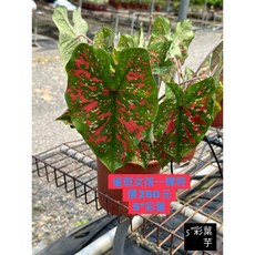 霏霏園藝 彩葉雀斑女孩盆栽, 1個