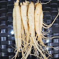 풍기인삼 5년근 6년근 삼계탕용 산지직송 백숙용 세척 인삼 가정용 업소용, 60g, 1개