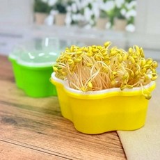 콩나물 키우기 미니 시루 자연관찰 재배 학습 세트 브이앤맥 과학수업, 초록색