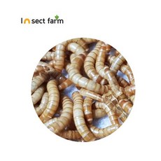 살아있는 밀웜 반려동물 파충류 먹이 생밀웜, 1개, -, 밀웜 대