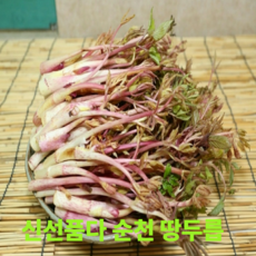 신선품다 땅두릅 새벽수확 봄제철특급 향긋 쌉쌀한 두릅 산지직송, 1박스, 1kg