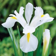 꽃모종 아이리스 9cm분, 1개