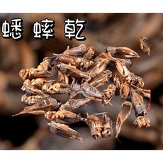 乾燥蟋蟀 適用於龍魚、烏龜、蜥蜴、刺蝟、蜜袋鼯等寵物，高蛋白營養點心, 1個, 蟋蟀乾（請先詳閱內文注意事項）,100克, 100克