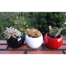 花樣渼栽盆栽生活館 3寸 陶瓷 (MIT)(紅、黑、白色), 1個, 亮紅盆套, 亮紅盆套