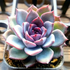 내맘대로골라 다육이 다육식물, 38번- 블랙퀸, 1개