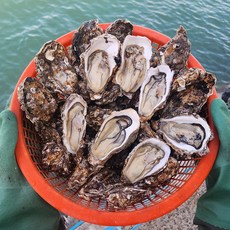 국내산 세척 석화 an oyster, 1박스, 각굴 3kg
