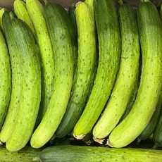 국내산 백다다기 백오이 2kg [P]