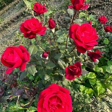 【食用玫瑰花】甜蜜/蜜妮 Honey 四季開花/大輪/強香/直立性/無刺/長勢強/豐花 適合新手！, 1個, 3-4吋盆