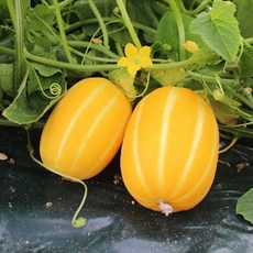 가정용 참외 국내산 혼합과 소과 로얄과 대과 1kg 2kg 3kg 4kg 5kg, 참외 가정용, 혼합과 1kg