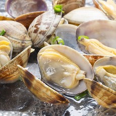 통영 활바지락 해감 조개, 1개, 왕바지락 2kg