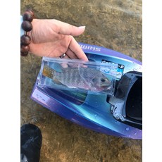 路亞觀魚器 水晶亞克力透明觀察盒 釣魚拍照輔助工具 附量魚尺 18*4.5*7.5cm