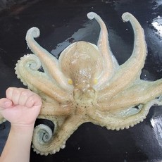 국내산 활 돌문어 특대 1.5kg, 없음, 1개