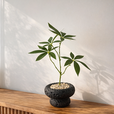 하이오브제 생화같은 파키라 나무 조화 화분, 1개, 스톤팟 파키라 (블랙)