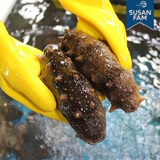 산지직송 거제도 해녀가 직접 채취한 해삼 제철 자연산 해삼회 500g 1kg, 해삼 500g, 1개