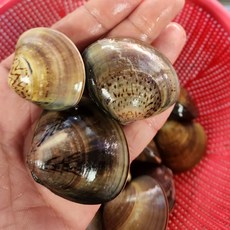 자연산 참백합 백합 500g 아침 해장국, 1개, 500g 내외(20미 내외)