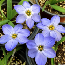 향기별꽃 보라 봄꽃 노지월동야생화 모종 9cm 포트 / 노지월동 가능 / 원예 정원용 꽃모종 다년생, 1개