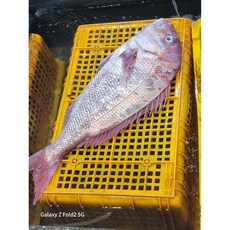 완도 자연산 반건조 도미(특대 30cm 전후 내장제거 등 전처리완료 개당 진공포장), 1개, 손질전 30cm 300g 내외