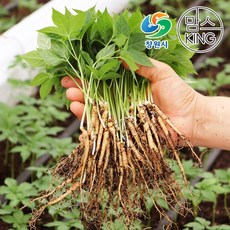 [창원몰]잎인삼파크 새싹삼 대(24CM이상) 50뿌리 실속형세트, 1개