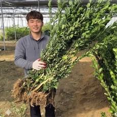 사철나무 묘목 h1.0m 10주 묵음 세트 뿌리좋은 울타리나무 푸른나무, 10개, 100cm 사철