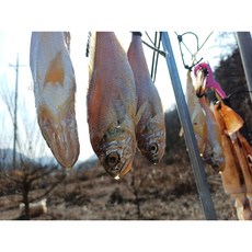 영광 서천 홍원항 서해안 반건조 참조기 25cm, 1개, 52g