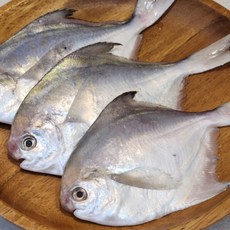 국내산 조업 손질 병어, 1개, 500g