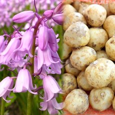 [풀멍상점] 스패니시 블루벨 핑크 구근 4개 / 히아신소이드 히아신소이데스 / 유럽 직수입 원종 원예 가드닝 꽃씨앗 꽃모종