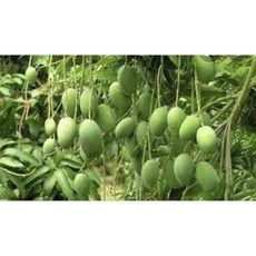 霏霏園藝 土芒果成樹，1-2年生，4年樹齡，高100公分以上, 1個