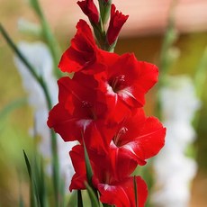 구근 글라디올러스 트레더혼 1구(구근둘레12/14), 1개