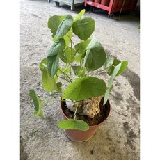 霏霏園藝 大葉山龜仿真盆栽 免澆水室內綠植擺飾, 1個