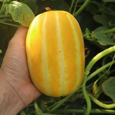 공주 부여 참외 모종, 10주