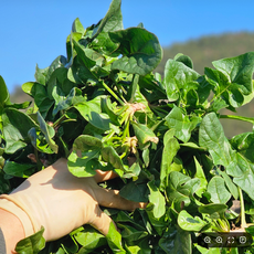 당일수확 명품 섬초 보물초 남해시금치, 1박스, 500g