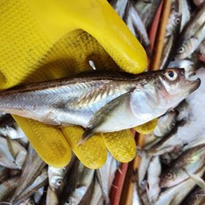 자연산 급냉 도루묵 알랜덤 냉동도루묵 알도루묵 햇도루묵 제철도루묵, 1개, 500g 5-7미