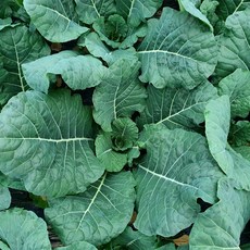 유기농 케일 1kg 즙용 녹즙 착즙, 1개